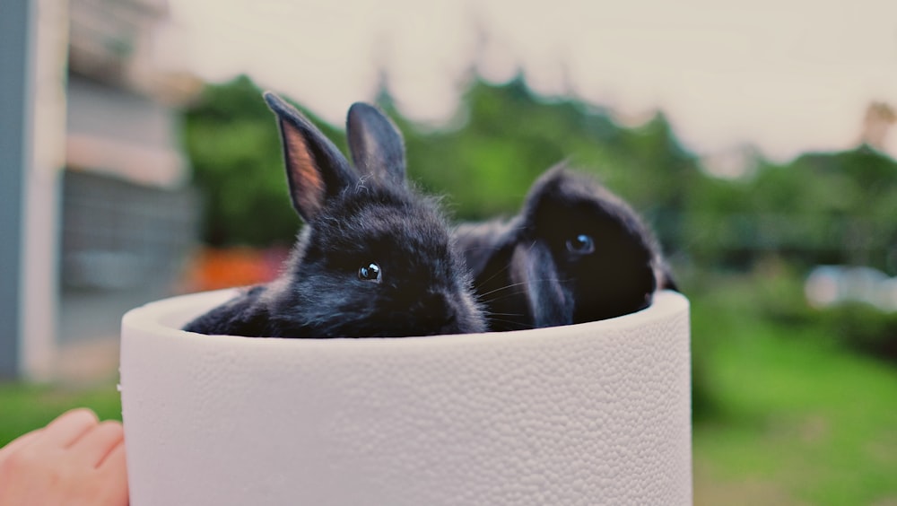 two black bunnies inside whit ebowl
